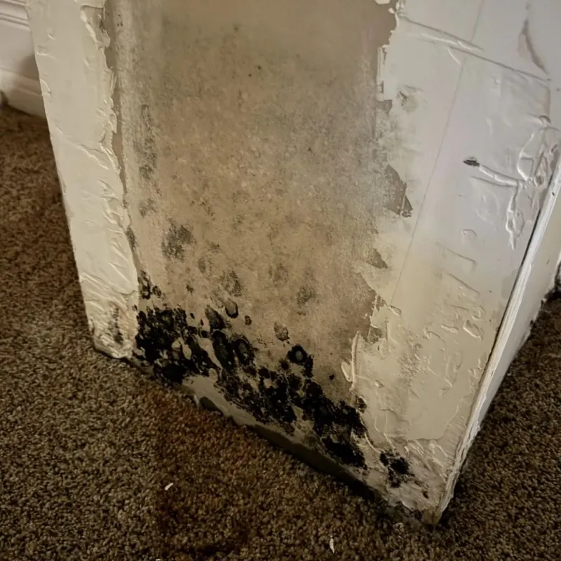 Professional Mold Removal in Pickerington, OH